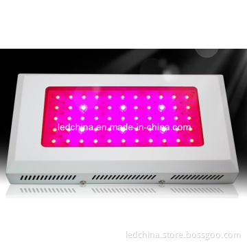 CE RoHS 300W LED Grow Light